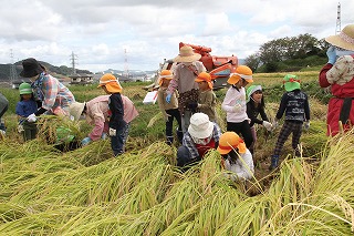 久原保育園児と稲刈り