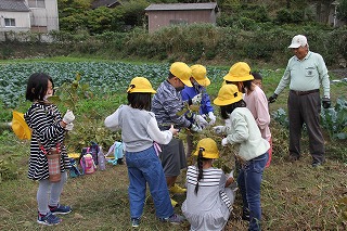 大川内小学校　大豆収穫
