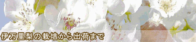 伊万里梨の栽培から出荷まで