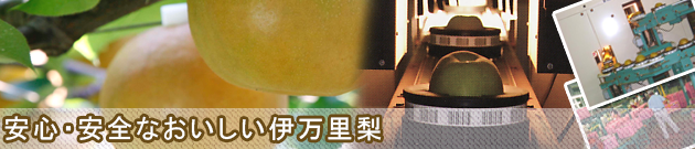 安心・安全の伊万里梨 幸水・豊水・新高